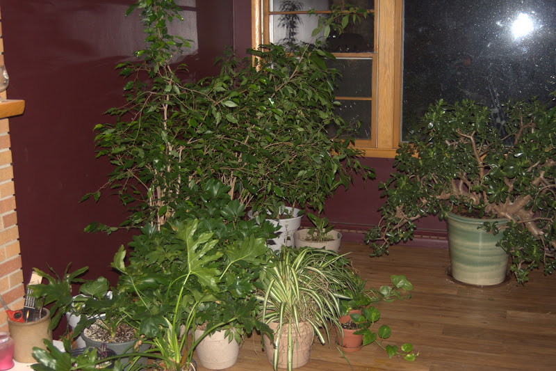 What House  Plant  will tolerate low no  natural light 