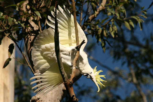 lesser sulfur crested cockatoo
