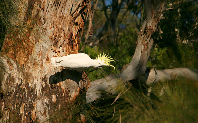 sulphur crested eleanora cockatoo