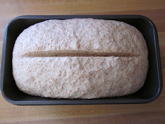 top view of risen dough in pan with slit made on top 