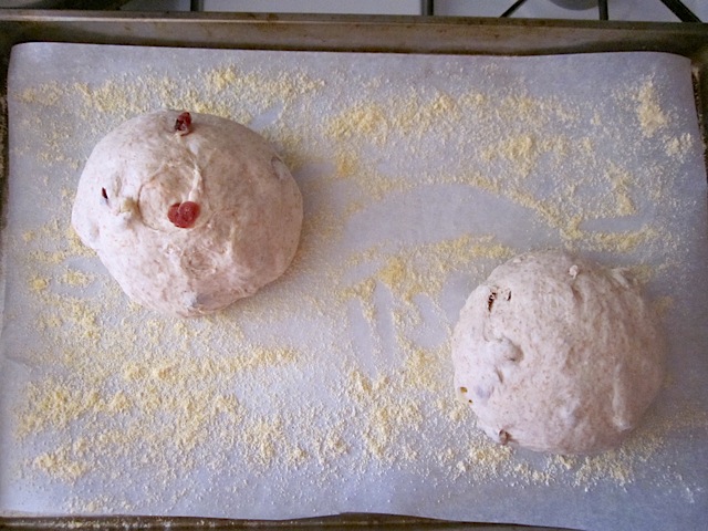 shaped boules (two balls) on parchment lined baking sheet 