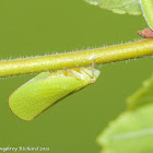 Acanaloniid planthopper