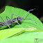 Black ant-mimic spider