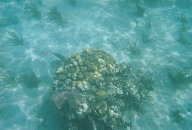 [95.Snorkeling3.jpg]