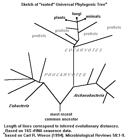 Árbol evolutivo ARN 16s