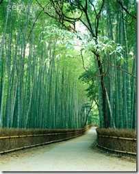 caminho-bambu-getty