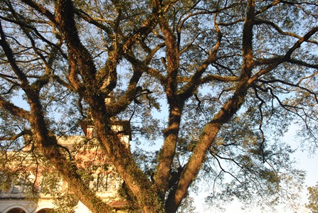 Árvore no Palácios das Indústrias - Parque Dom Pedro II. Foto: Flaviana Serafim