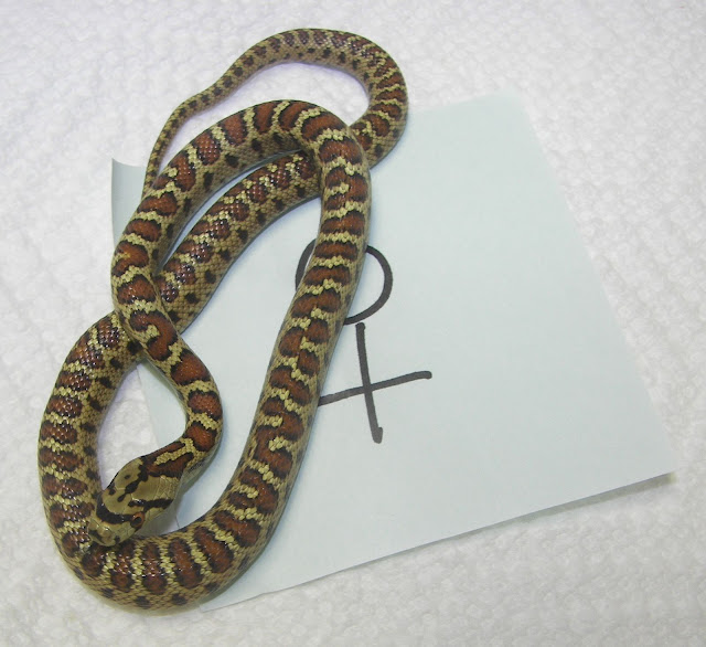 female%20snake%202%20Jan.jpg