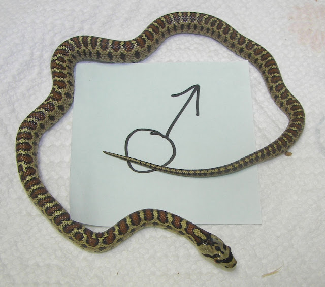 Male%20snake%202%20Jan.jpg