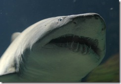 tiburonesen extincion