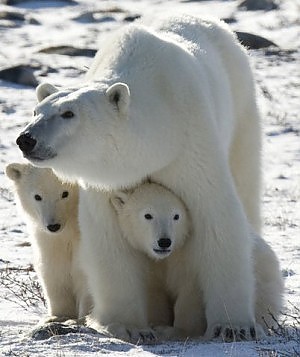 L'orso polare non è spacciato smentiti i catastrofisti.
