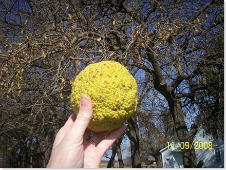 this is a horse apple, fruit of the Bois d'arc tree