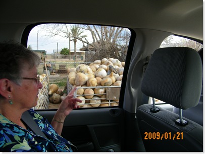 Donna loves gourding... oh, no  someone got lost in the gourd bin