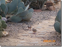 doves in the desert