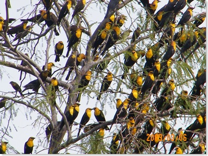 yellow headed black birds