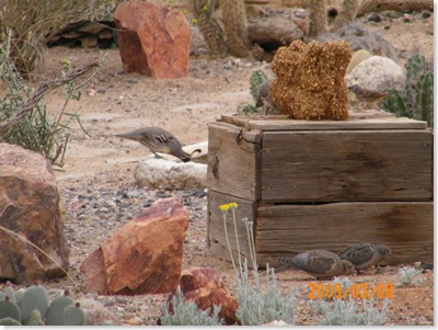 Gambrel quail drinking water