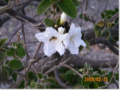 Texas almond tree blossom