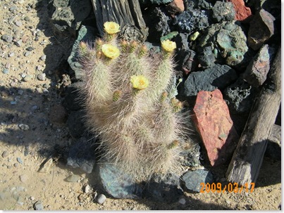 Grizzly Bear cactus
