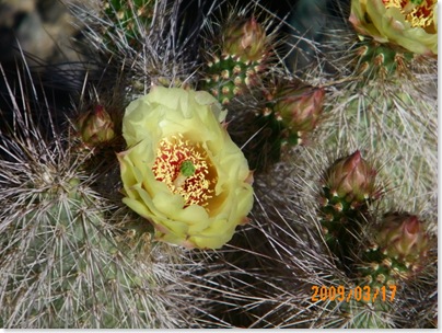 Grizzly Bear cactus rose