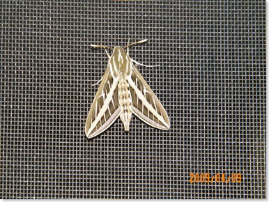 a moth on Thelma's screen door
