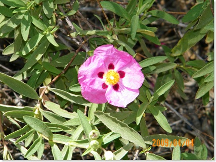 orchid rock rose