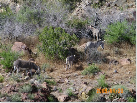 Historic Route  66 to Oatman, AZ to Kingman, AZ - wild donkeys