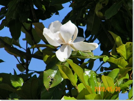 Magnolia blooms