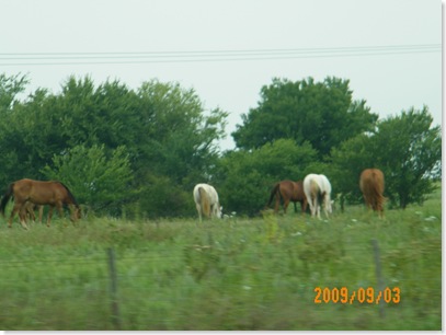 Oklahoma horses