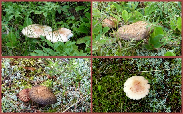 [2010 July 28 Whitefish Point Cemetery mushrooms1-1[3].jpg]