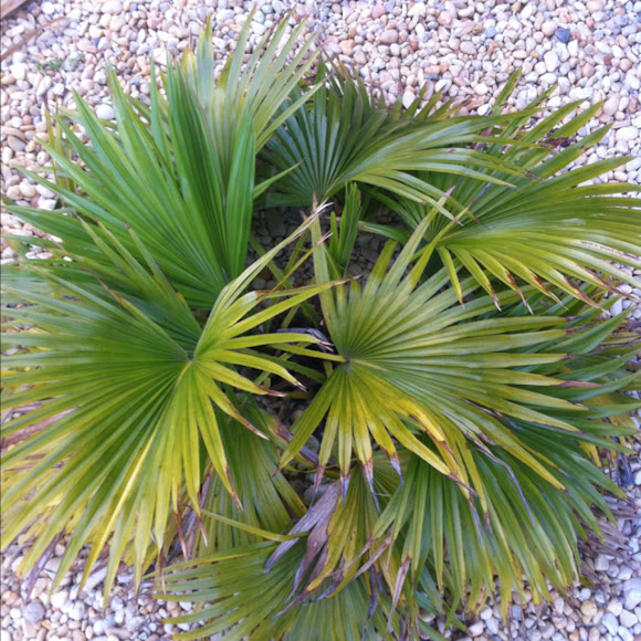 Sabal Palmetto Dwarf, Dwarf Palmetto, Bush palmetto Project Noah
