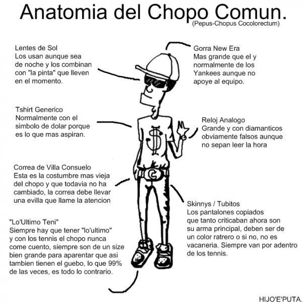 Humor: Anatomia del Chopo Comun