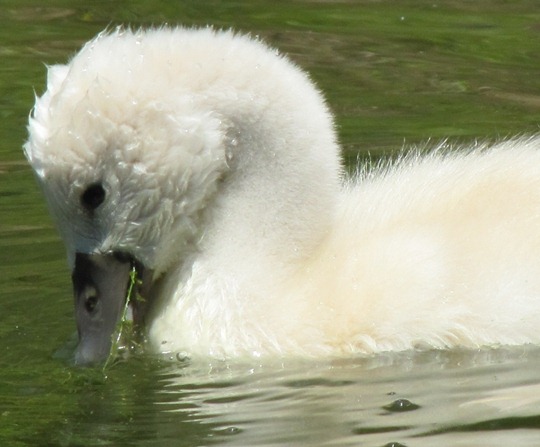 Toronto Island baby swan