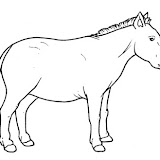 cavallo_miocene.jpg