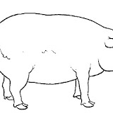 maiale2.jpg