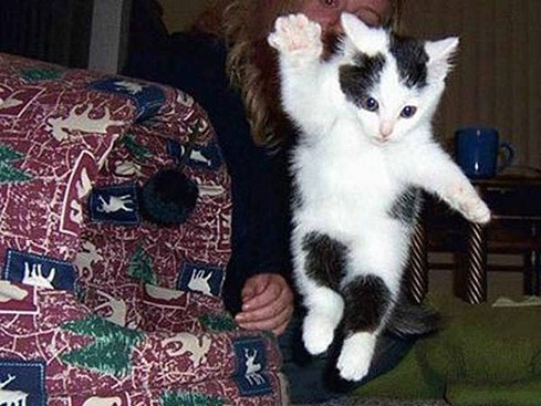 Karate-Kitties12