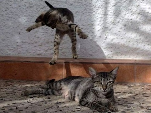 Karate-Kitties14
