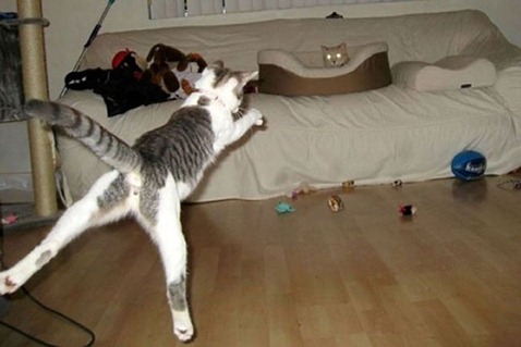 Karate-Kitties16