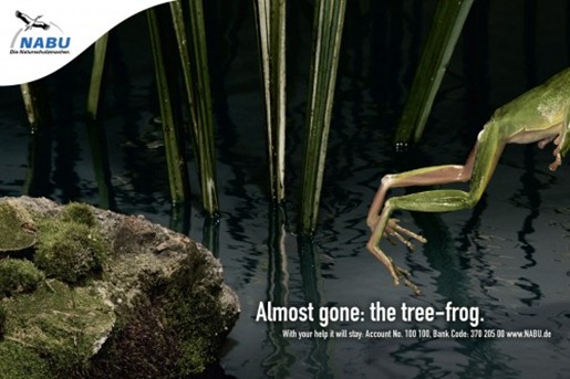 nabutreefrog-500x333