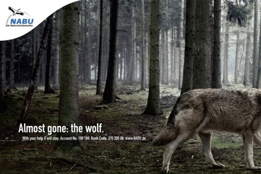 nabuwolf-500x333