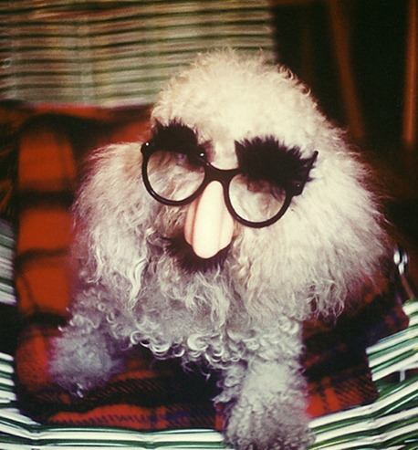 dogs-wearing-masks-poodle