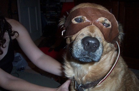 dog-wearing-a-mask
