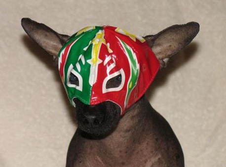 dog-wearing-lucha-libre-mask