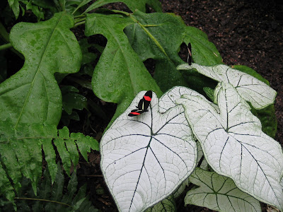 Meijer Gardens Butterfly Exhibit