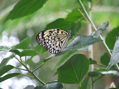 Meijer Gardens Butterfly Exhibit
