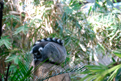 Minnesota Zoo - Lemur