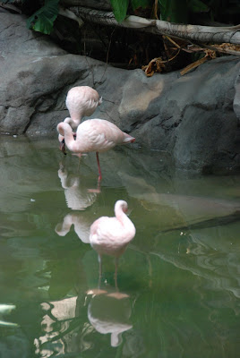 Minnesota Zoo - flamingo