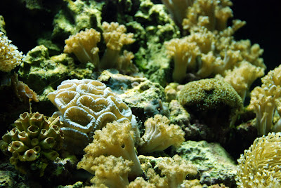 Minnesota Zoo - coral reef