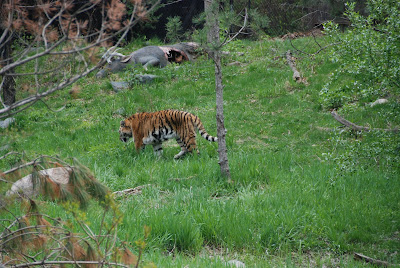 Minnesota Zoo - tiger