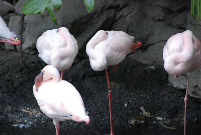 Minnesota Zoo - flamingos