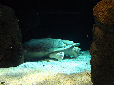 Underwater Adventures® Aquarium at the Mall of America